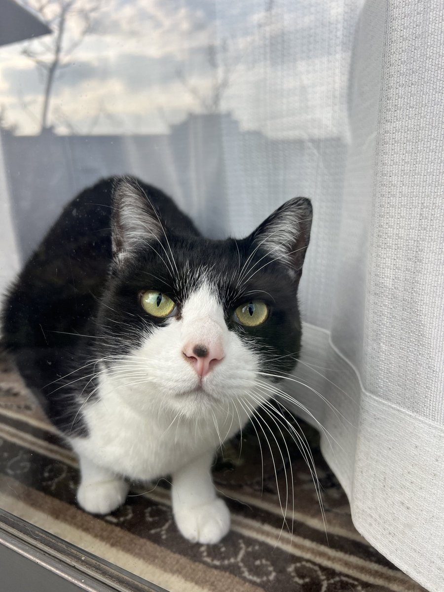 Post by てぃろー on X: にゃんちゃん