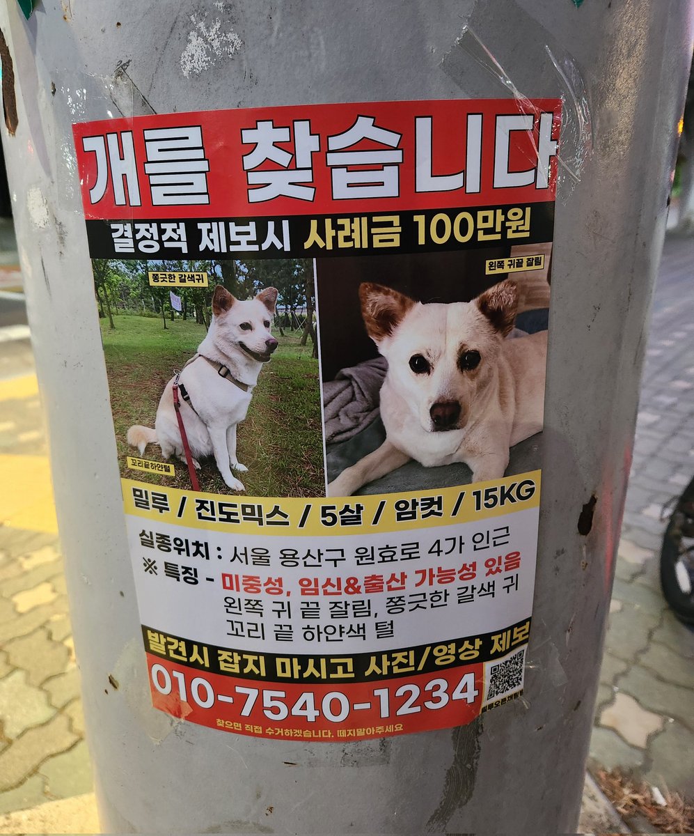 주말에는 한강쪽에 전단지 조금 보수했는데, 아직 못찾았냐고 알아봐주시는 분이 계시더라구요
기억해주셔서 감사합니다
이번에도 신년 핑계로 점을 봤는데 이번엔 김포, 강화, 파주, 고양 얘기하시더라구요
여기저기 밀루좀 알려주세요-
감사합니다 #밀루를찾습니다