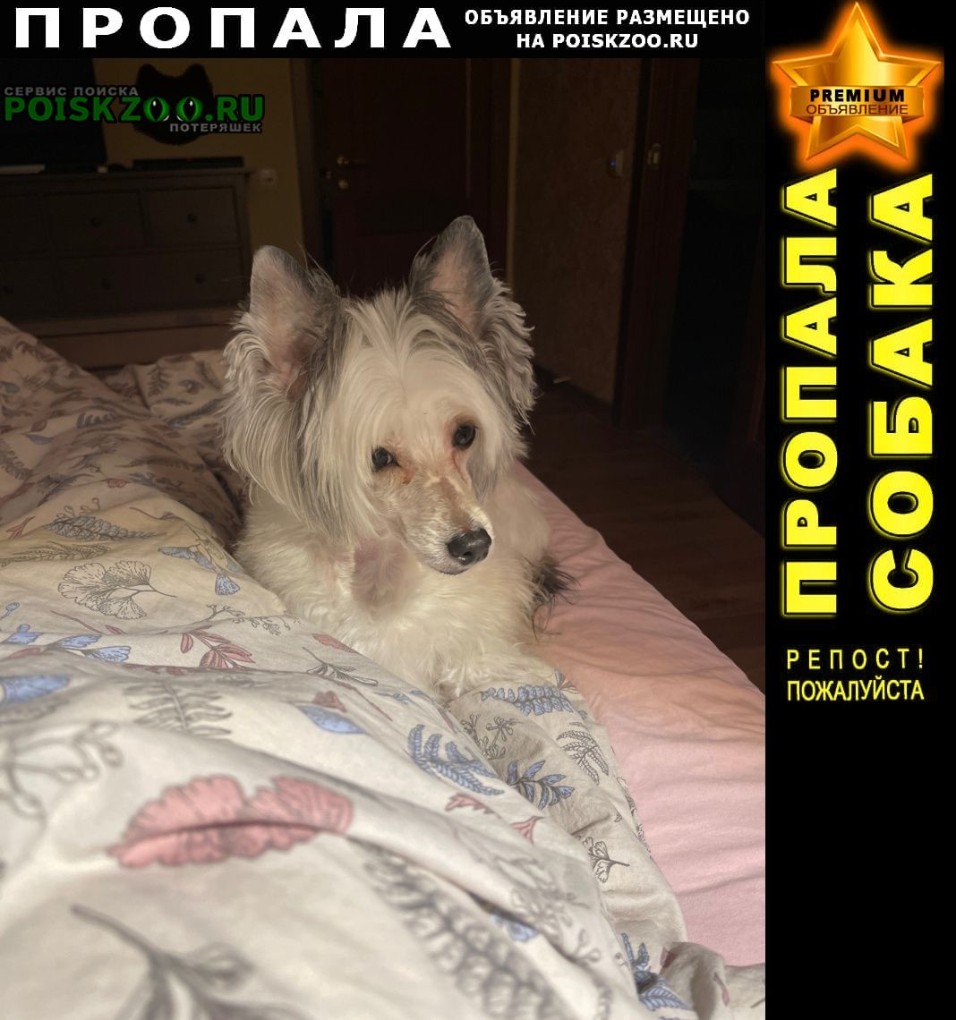 ⭐ ПРОПАЛА СОБАКА ПРОСТИ ПОМОЩИ АПАТИТЫ ⭐ PREMIUM-Объявление
Подробнее на сайте: POISKZOO.RU/192311
Пропала собака .. января в районе ..., убежала с улицы Козлова, д ... Одета в свитером и ботиночки..
 Вознаграждение: 20000 руб… poiskzoo.ru/board/read1923…