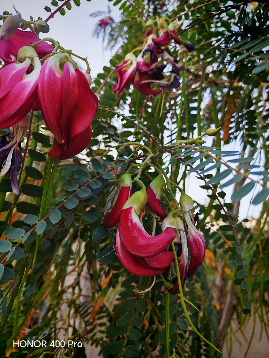 ميسون tweet media