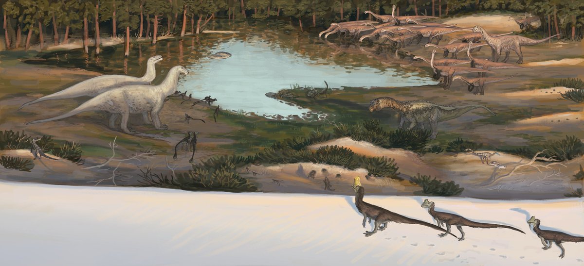 JoschuaKnuppe's tweet image. Despite being ill I think this first formation #paleostream of the year turned out pretty good. 
The Upper Elliot Formation from the early Jurassic of South Africa is an important piece for our understanding of sauropod evolution but beyond that it's just a really cool assemblage