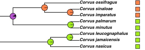 irl_db's tweet photo. @AquaticFlapper The species comprising the ""true"" american lineages of Corvus may have had more time to reach South America but in spite of this they remain collectively even more spatially constrained than Northern Ravens both at central and north american scales https://t.co/lTpU40msJY
