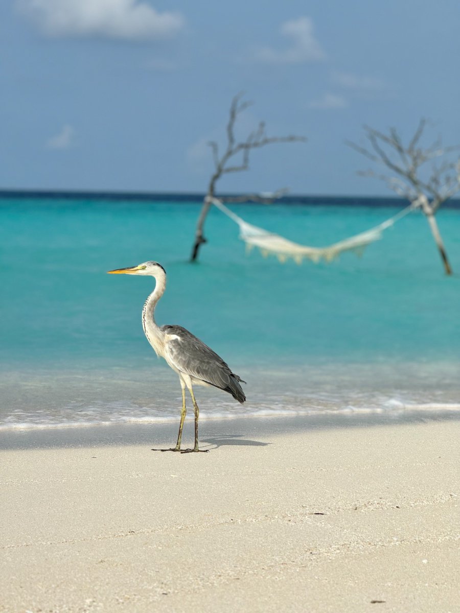 Fushifaru Maldives tweet media
