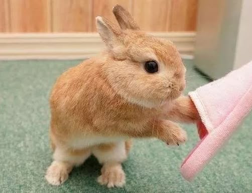 Cutes Animals (@majidawan764334) on Twitter photo 