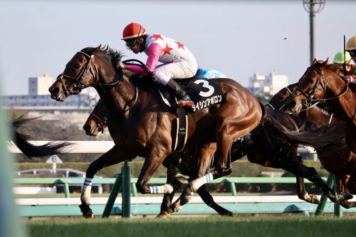 3着よく頑張りました！

#ダイシンアポロン
#上山牧場