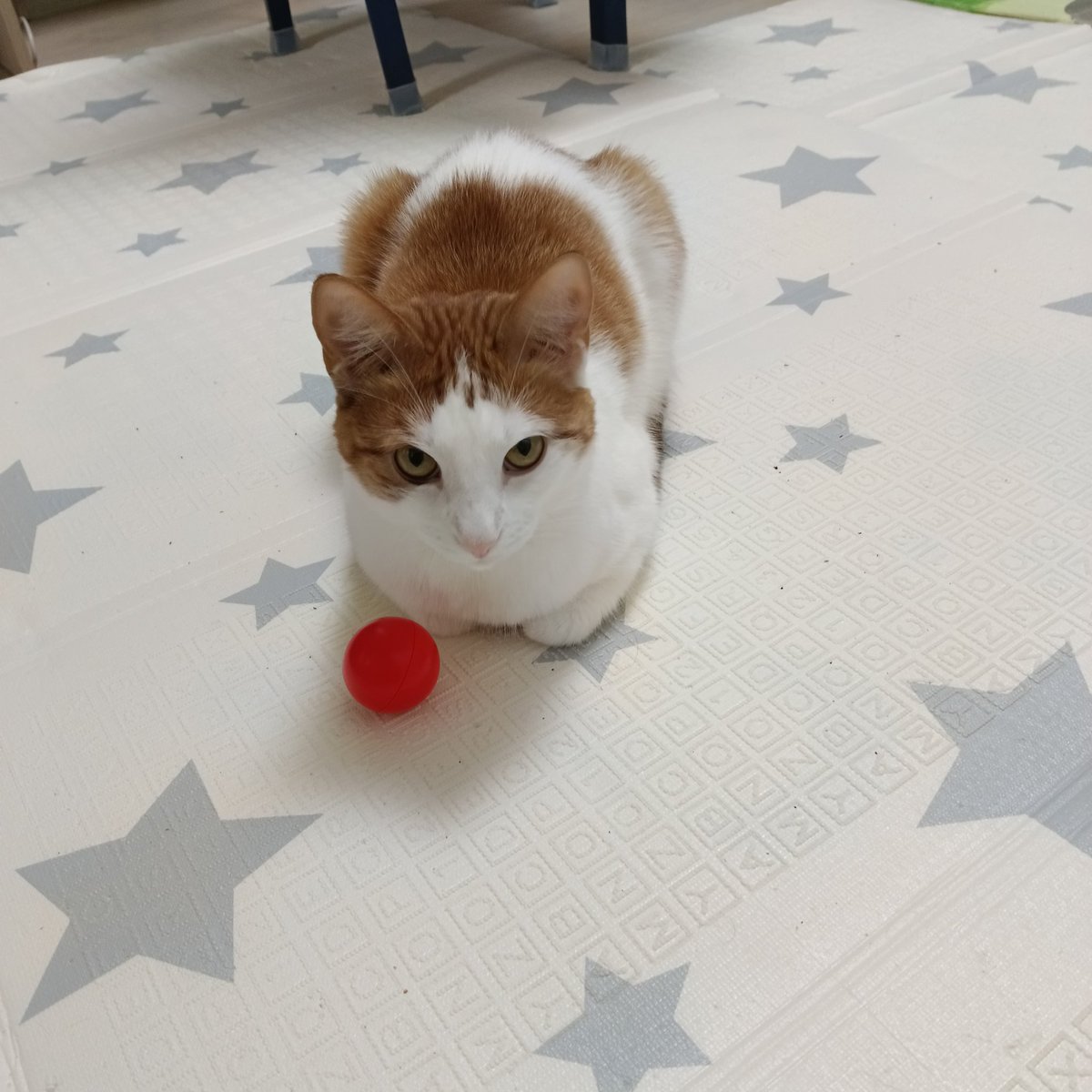 Добрая булка с корицей, разрешает мелкому играть рядом