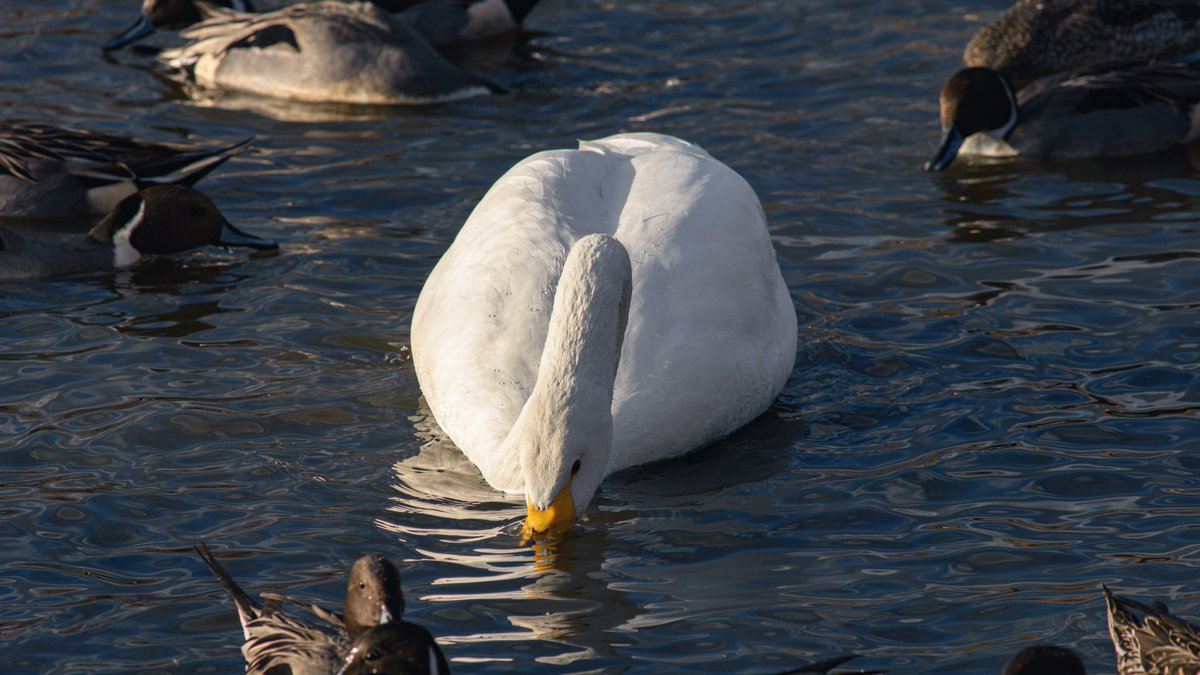 あまね@サバゲー＆コスカメ (@amane634sava) on Twitter photo 