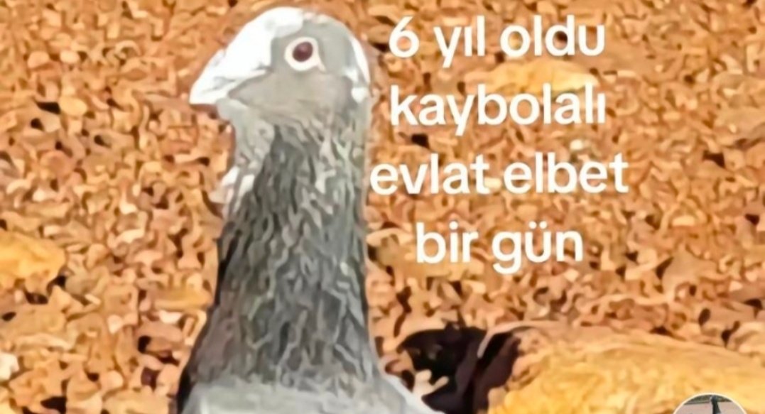 uborwetenga's tweet photo. odaklanabilme becerisi https://t.co/HC9GSiDjB8
