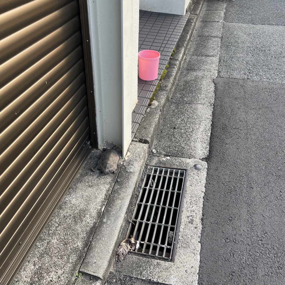 reeeeeeble_ble's tweet photo. 道端で亀を見つけたんだけどどうしたらいいんだﾟ(ﾟ`ω´ ﾟ)ﾟ川なんて近くにないﾟ(ﾟ`ω´ ﾟ)ﾟ https://t.co/nhQLE1CyB9