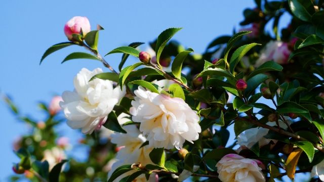 グッドラーニング！【公式】 tweet media