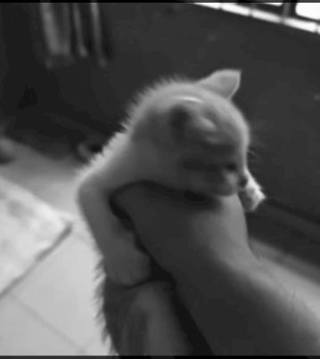 Why #TikTok  a platform to abuse innocent kittens? A little pinky Chinese kid pressed the neck of a beautiful kitten until it choked and screamed, just to get views on TikTok! 
#BanTiktok 

<a href="/ECOAlphaTango/">αTYGER Ⓥ 🇺🇸</a> <a href="/ev_edward2/">Ev Edward2</a> <a href="/vagitableunited/">United vegetables🐐🌿🌾</a> <a href="/CarlaCo92330391/">Carla Couto 🇵🇹</a> <a href="/PhaedraXTeddy/">Phaedra</a> <a href="/mama00007777/">【公式】🍡ふくママ🍡(アニマル専門西洋レイキヒーラーバカボンママなのだ)</a>
