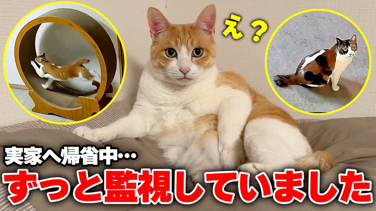 あつし》@猫と暮らしています (@atsushi_314) / Posts / X