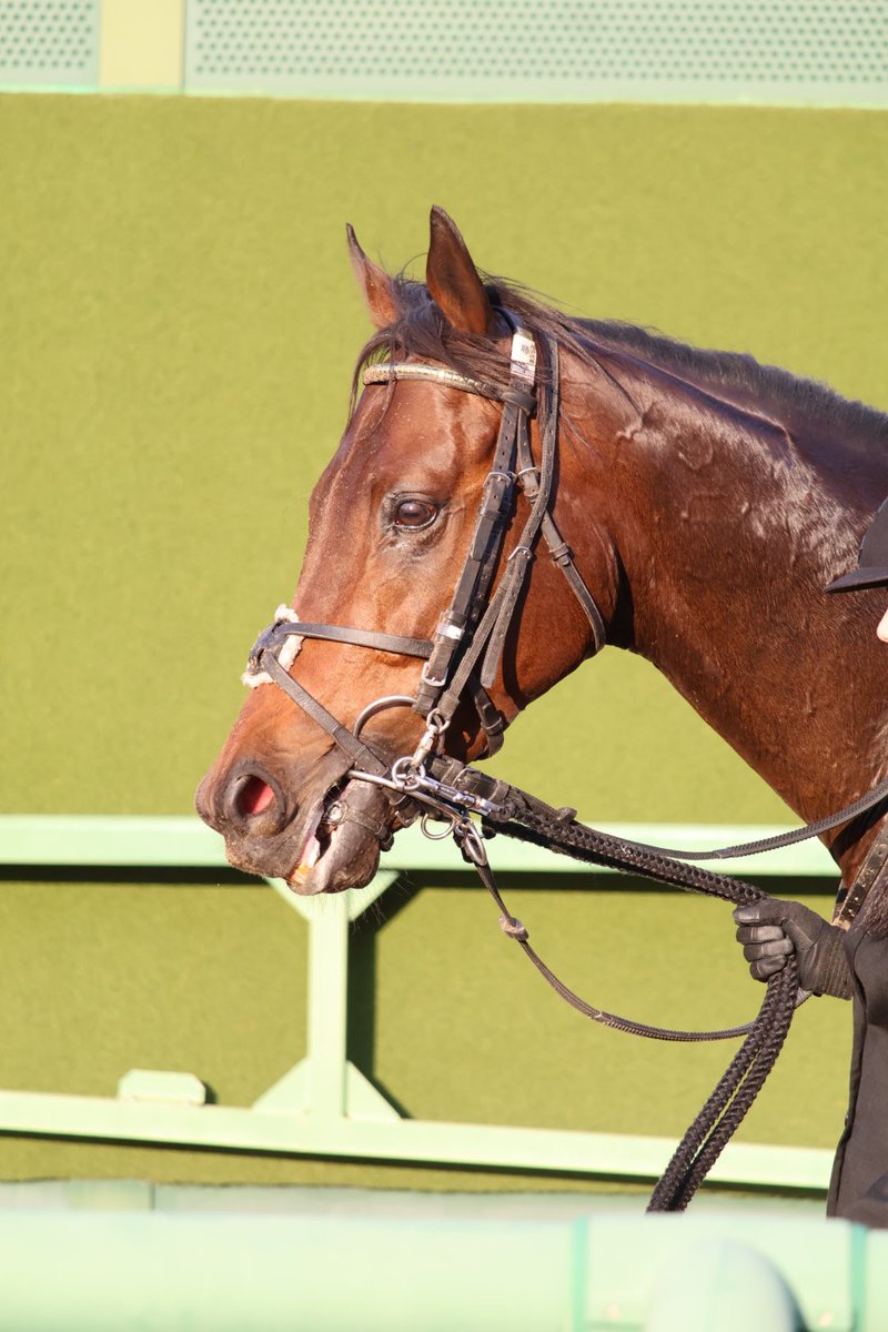 帰宅〜🏠

#ダイシンアポロン
#上山牧場