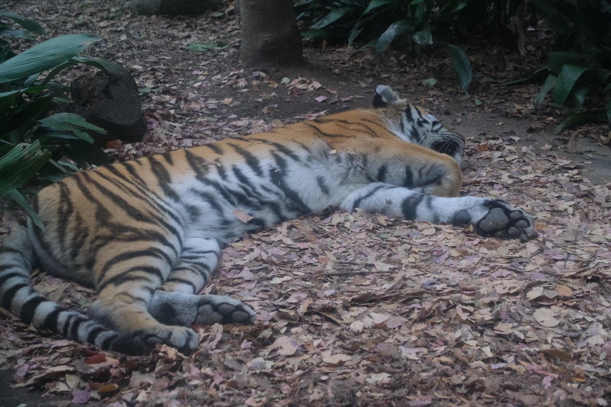 にくまんページ くまページ クマページ くま クマページ EXO - * くま * LAZER ZX