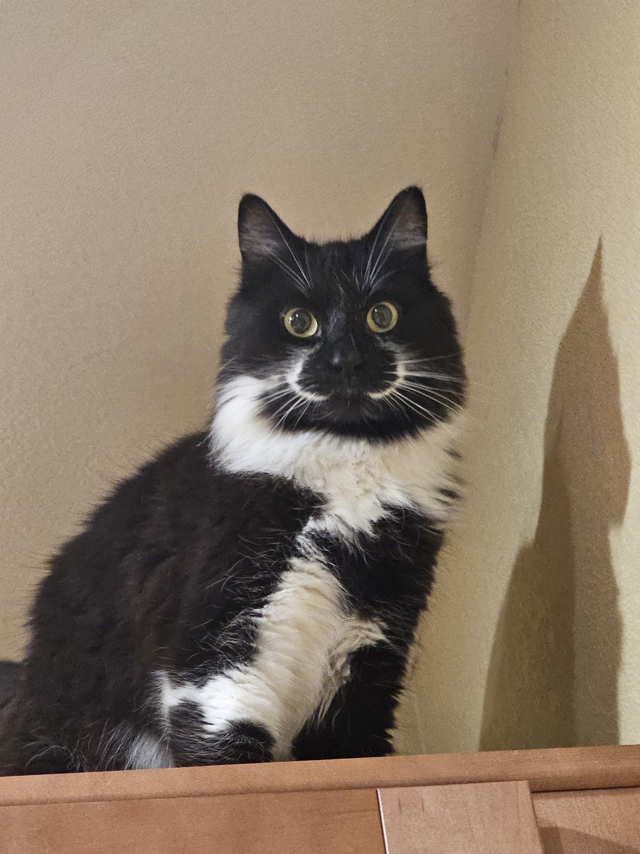 Ringo🌈, Neeko, Aether, Daxter, Sea Bass tweet media