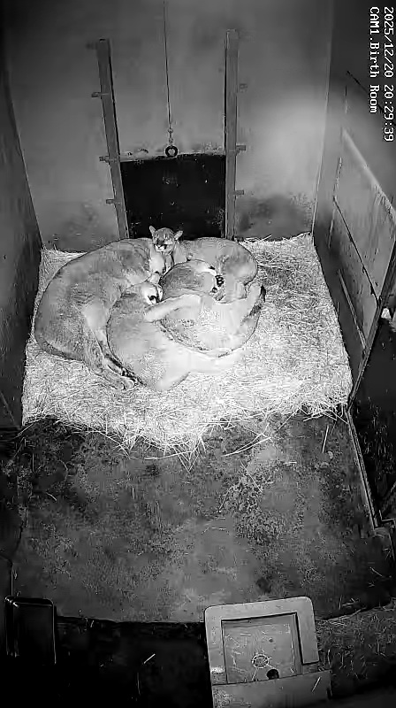 みかん (@Mika_An_Mikan) / Posts / X