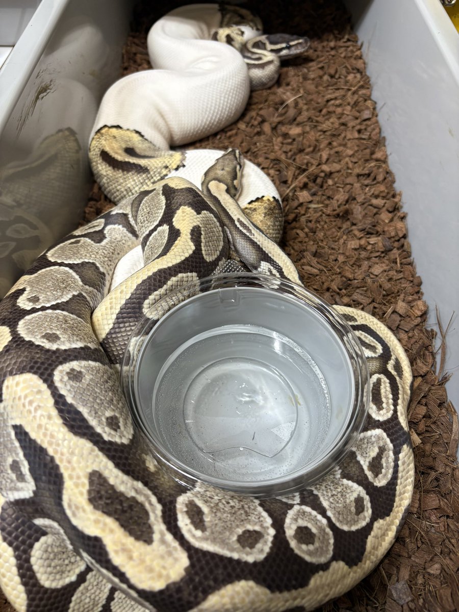 プライベートはバタバタしてるけどペアリングは大順調