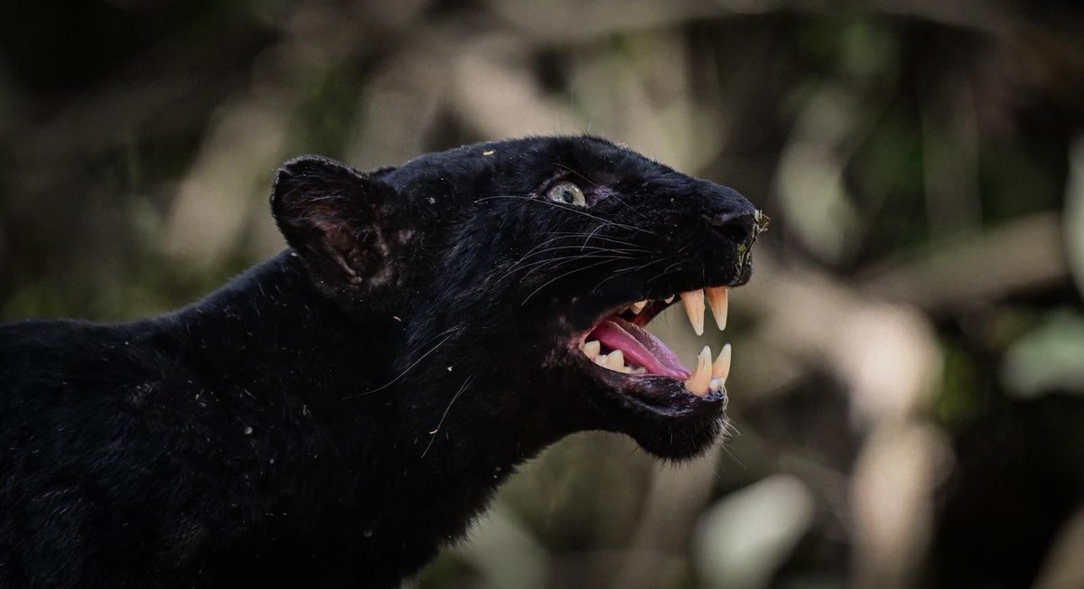 💚 ดีต่อใจปีใหม่! นักท่องเที่ยวต่างชาติถ่ายภาพเสือดำได้สวยชัดที่แก่งกระจาน ยืนยันความสมบูรณ์ของมรดกโลกทางธรรมชาติของไทย
.
4 มกราคม 2569 - นายมงคล ไชยภักดี หัวหน้าอุทยานแห่งชาติแก่งกระจาน เผยข่าวดีหลังเทศกาลปีใหม่