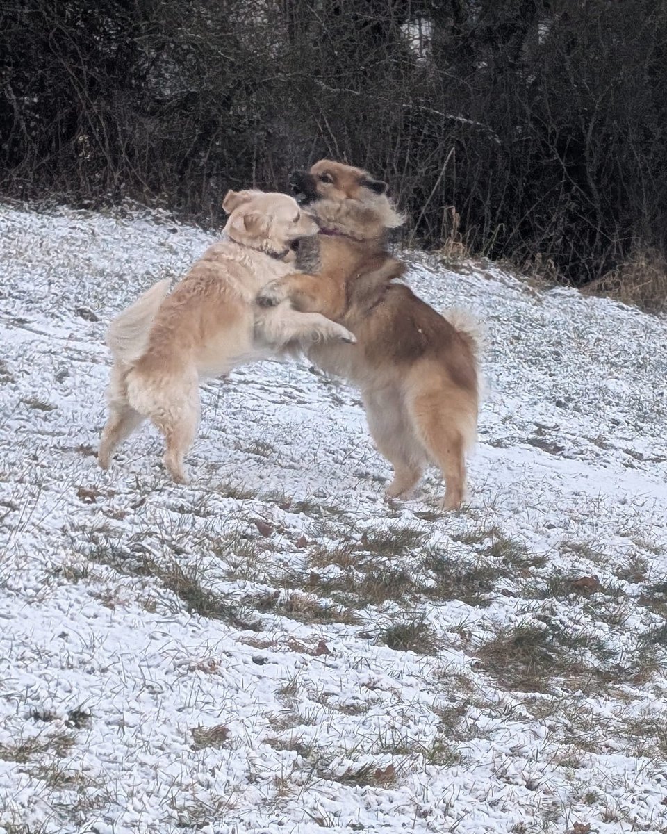 damasu65's tweet photo. Kampfhundi beim Training 🤫🐾❤️😎

einen guten Start und ne tolle Woche wünsch ich euch. 🎉🍀🫶 https://t.co/4rNv92JYcp