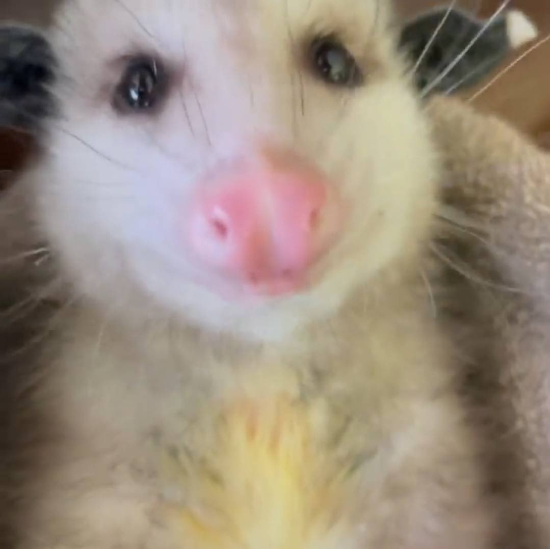 Possumest Opossum to ever Poss tweet media