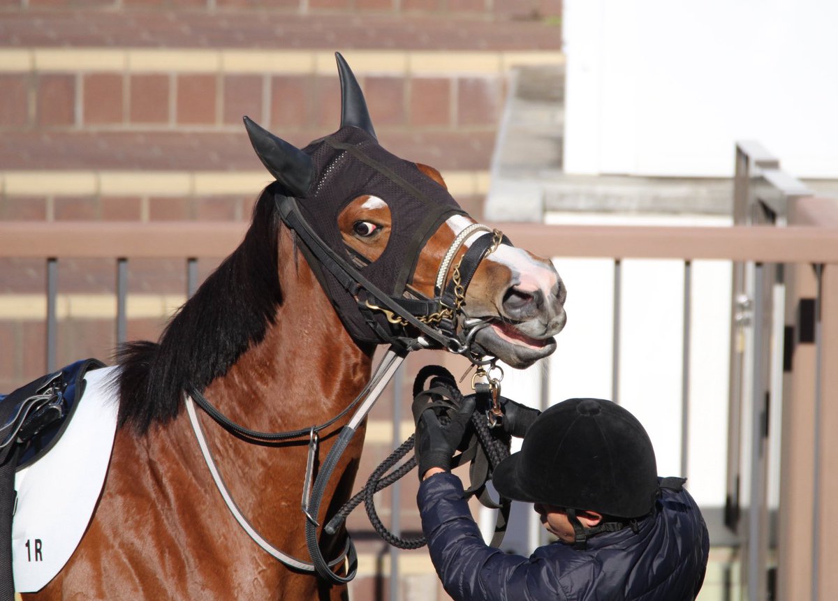 ハル♡ バルーンビスチェレイヤードセットブラウス｜WOMEN｜250ISC30-095C