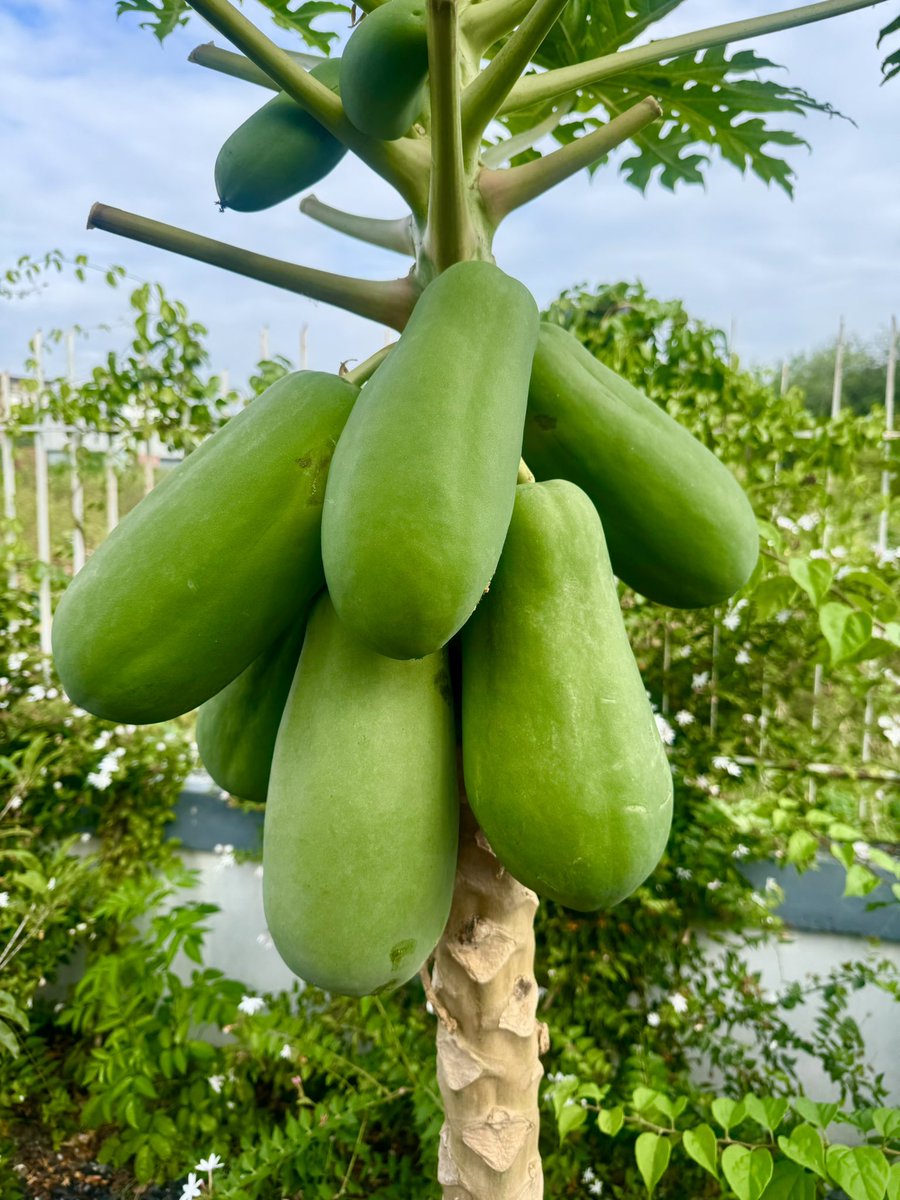 SANSAI51's tweet photo. สุข สีเขียว!! 🍏🥭🍋🍑🍏 https://t.co/o0CgbpYyoa