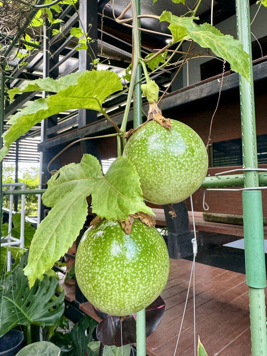 SANSAI51's tweet photo. สุข สีเขียว!! 🍏🥭🍋🍑🍏 https://t.co/o0CgbpYyoa