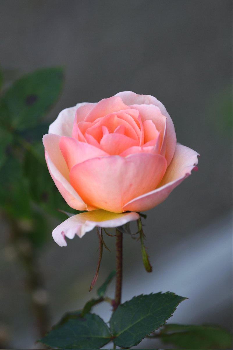 みるきー (@milkyma2) / Posts / X