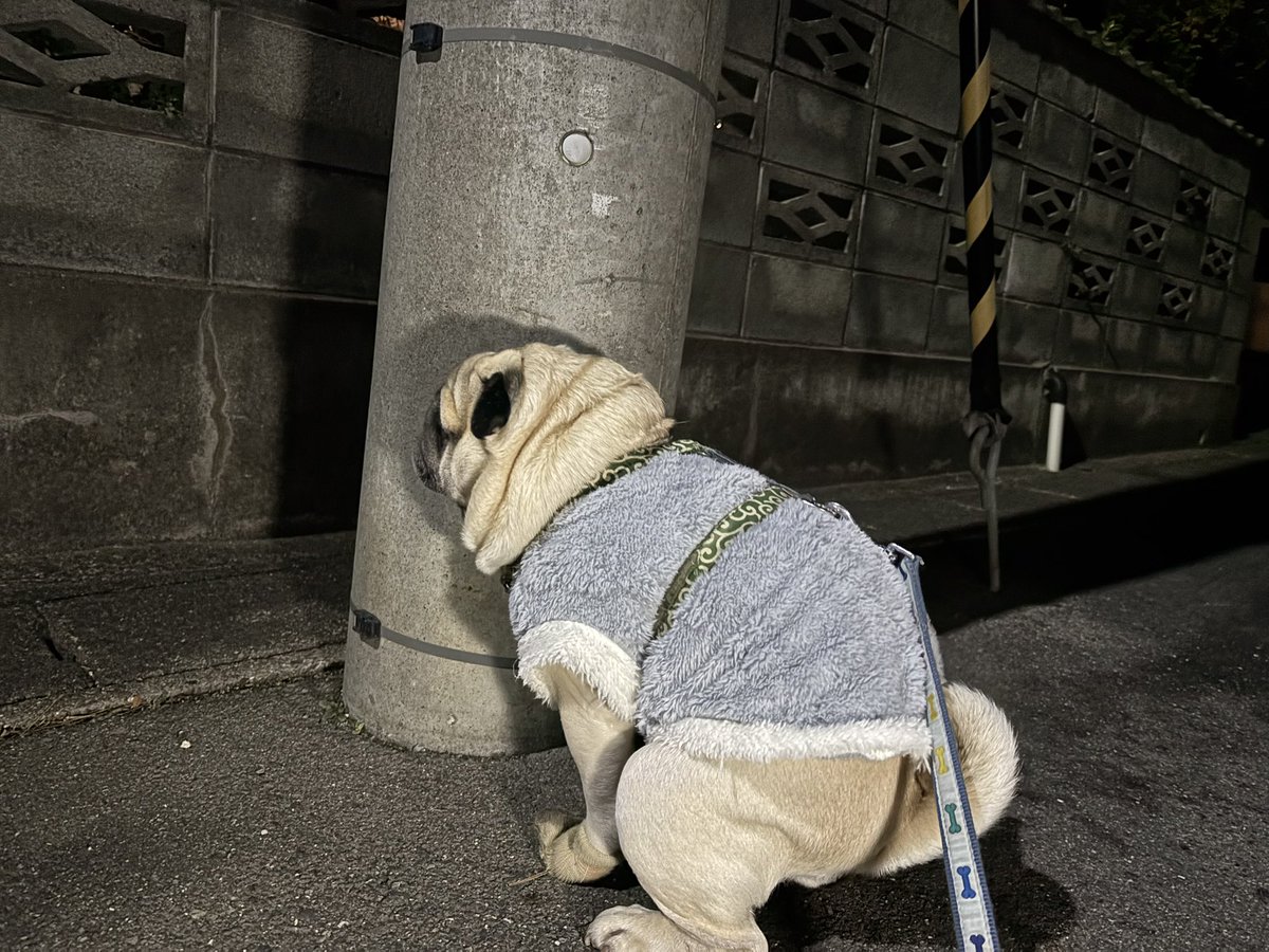 今日は定時で上がったから夜んぽ🐾 …気にしてるね🐶(4枚目)