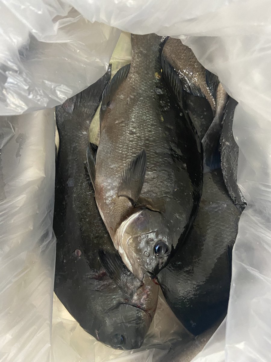 たけにぃ たけにぃ／LyNx (@FzLyNx) / Posts / X