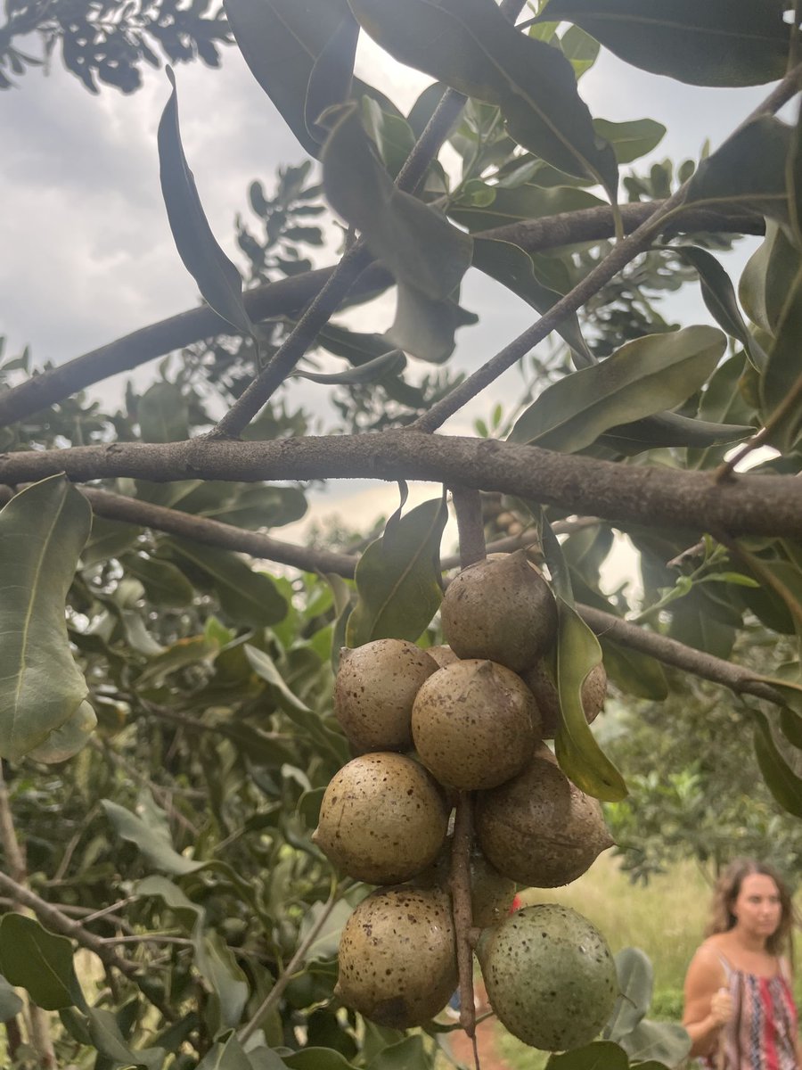 MKayisire's tweet photo. We spent yesterday at my friend Crispin’s farm-turned-factory, #GorillaNuts. 
Truly inspiring to see his journey, growing, transforming, and exporting high-quality, BIO-certified #Macadamia. 
Find them at local outlets #Sawaciti and #Frulep https://t.co/PN9NujoZ4D