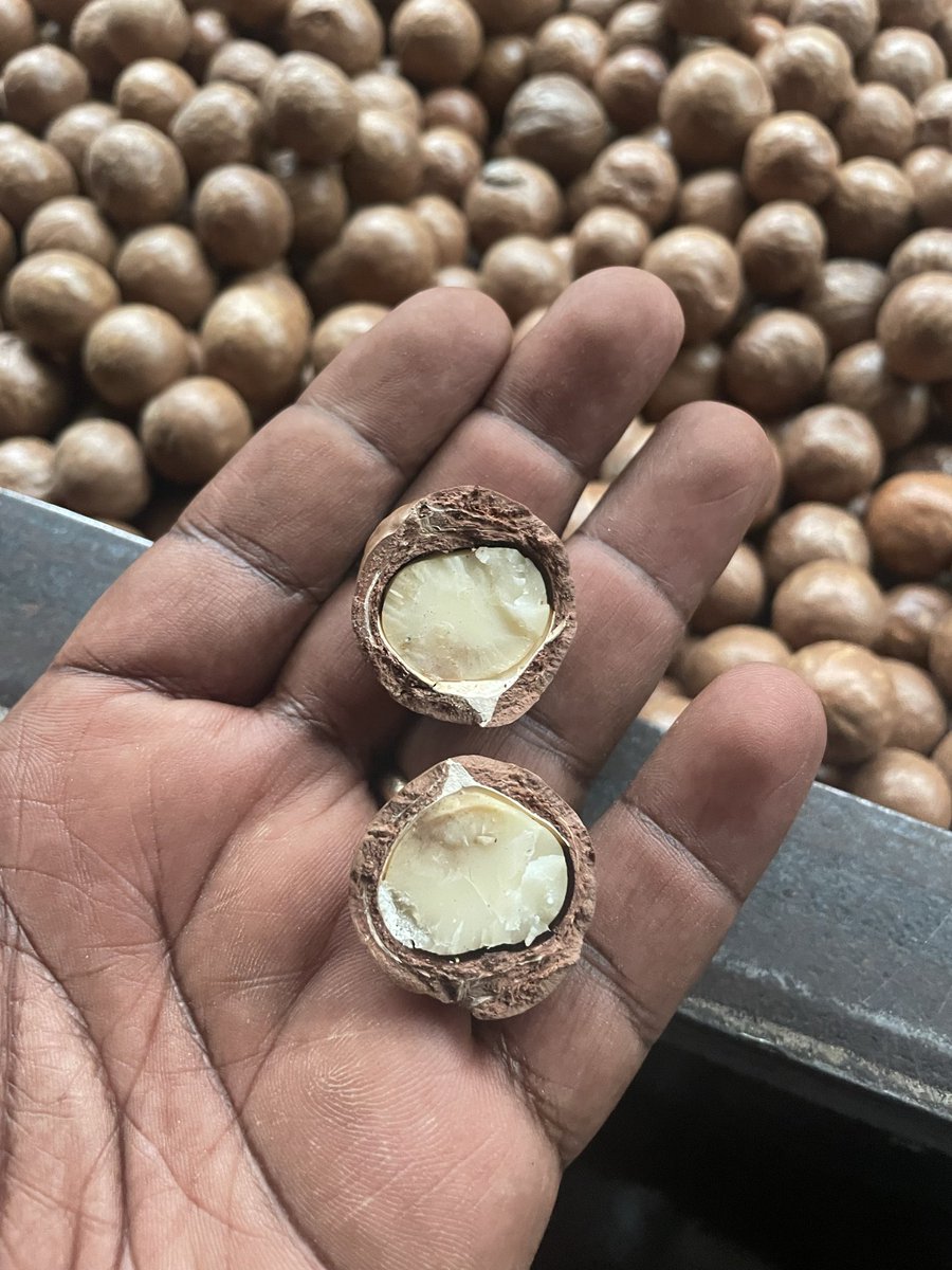 MKayisire's tweet photo. We spent yesterday at my friend Crispin’s farm-turned-factory, #GorillaNuts. 
Truly inspiring to see his journey, growing, transforming, and exporting high-quality, BIO-certified #Macadamia. 
Find them at local outlets #Sawaciti and #Frulep https://t.co/PN9NujoZ4D