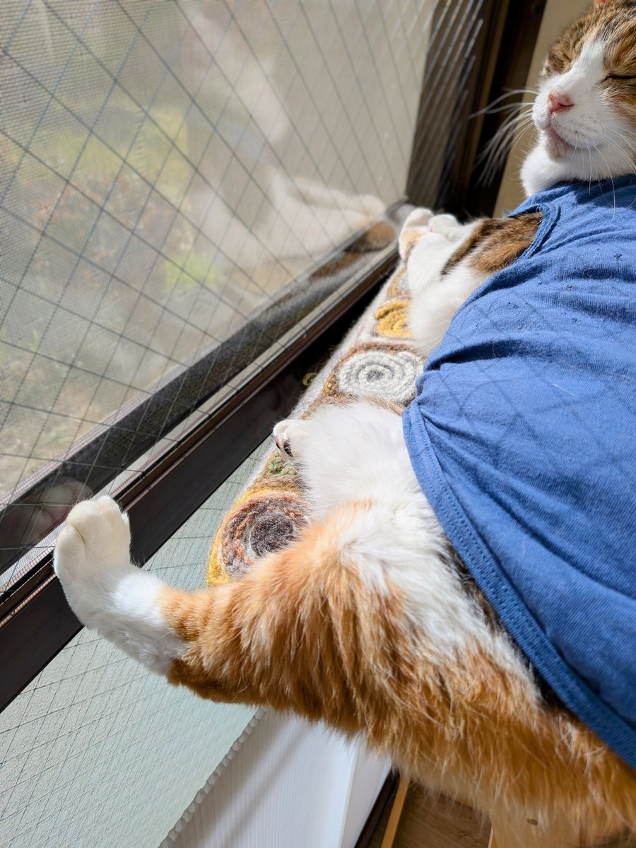 忘れてました この渾然一体のための重要ポイントは猫が重しとなること