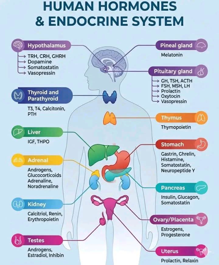 #Human Hormones &amp; Endocrine system