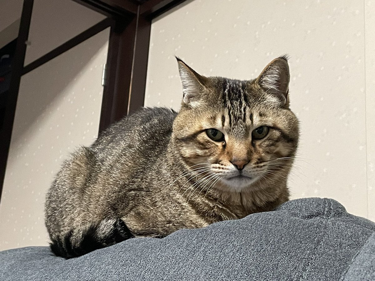 Post by 真・ねこ好き@NYANTIS所属 ㊗️チャンネル設立10周年‼️ on X