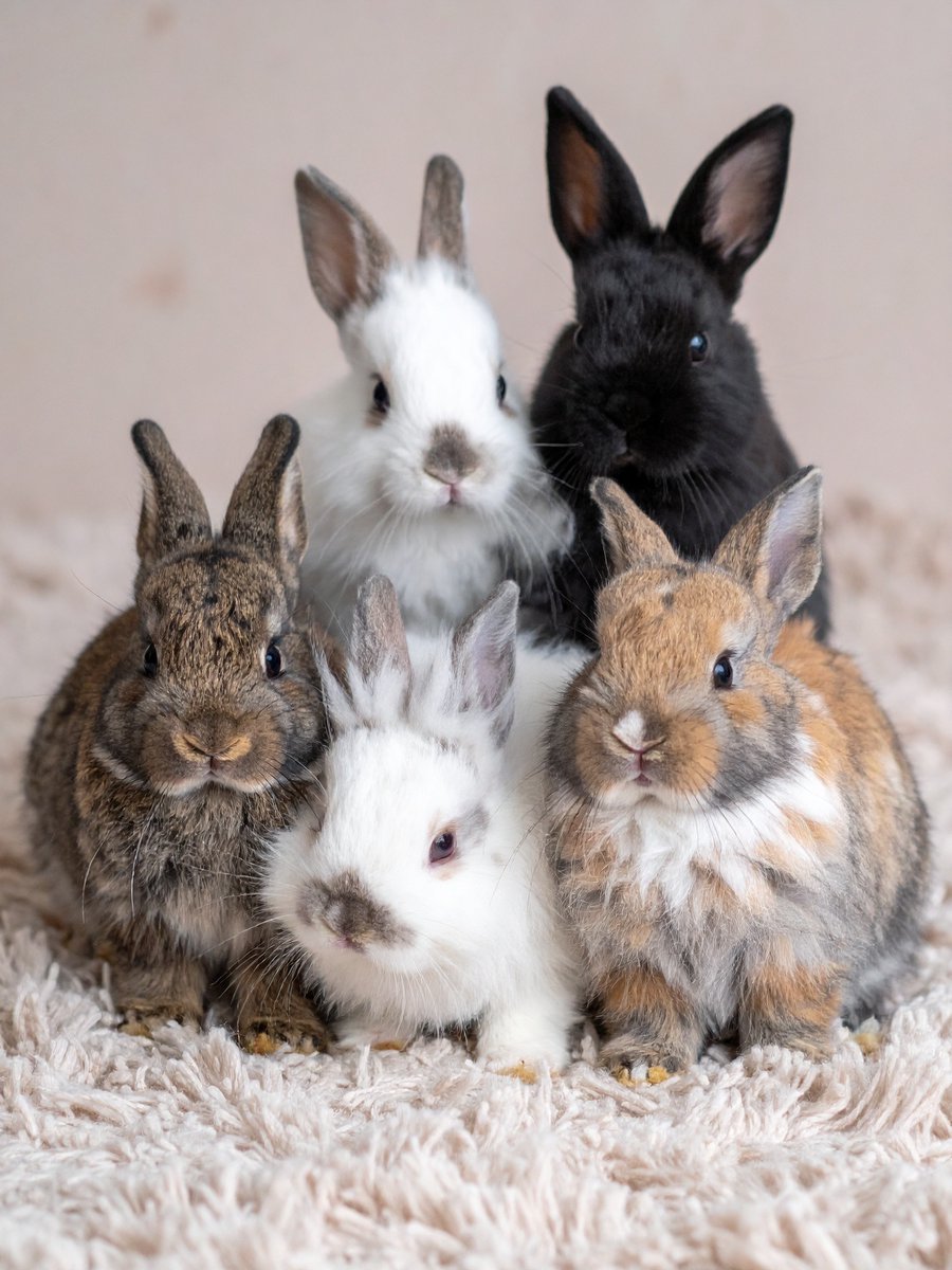 【野うさぎ♡】 恋うさぎ(NCA-34)[人参] - e-種や｜国内最大級の野菜種・花種・苗