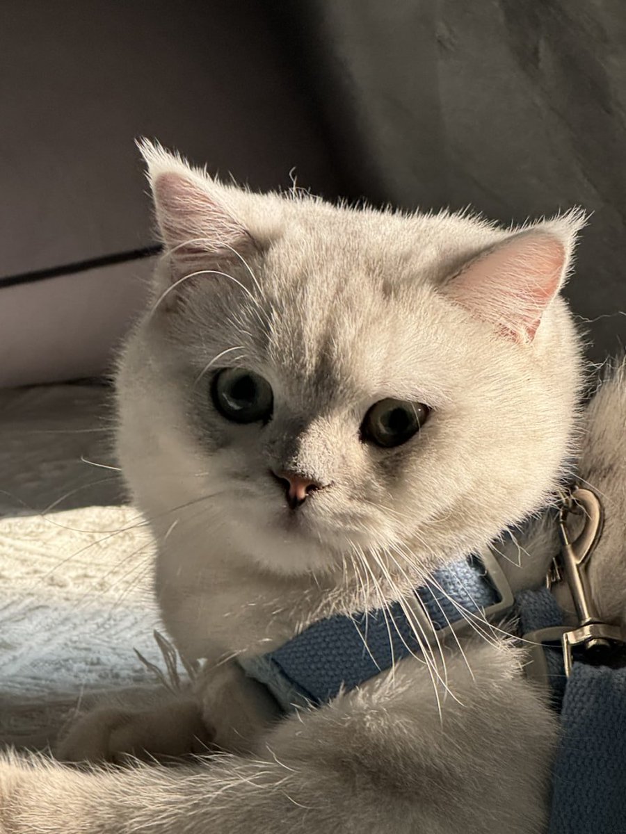 CriticalCrix's tweet image. 彼女は私を怒らせた🤨