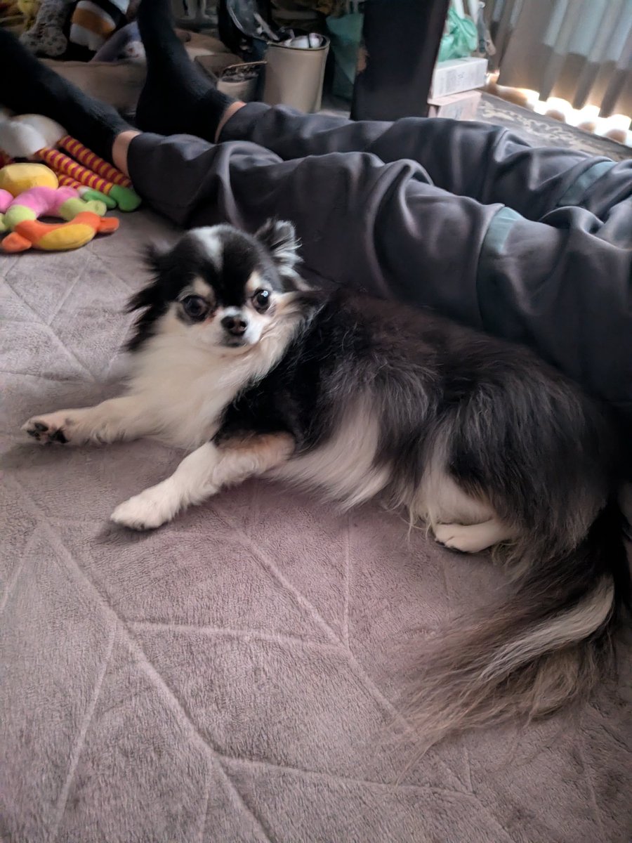 ⭐︎ヤマ⭐︎ 🦊→(:3[··]