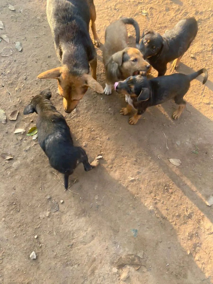 KoyuoF's tweet photo. We hope to achieve the required amount of $800 to secure healthy food for the animals and feed them. Please. Every person who supports animals helps and contributes if you wish.  Help and donation I am very grateful to all of you in preserving animals, https://t.co/as5TYXpbuj https://t.co/KJZVuANvFE