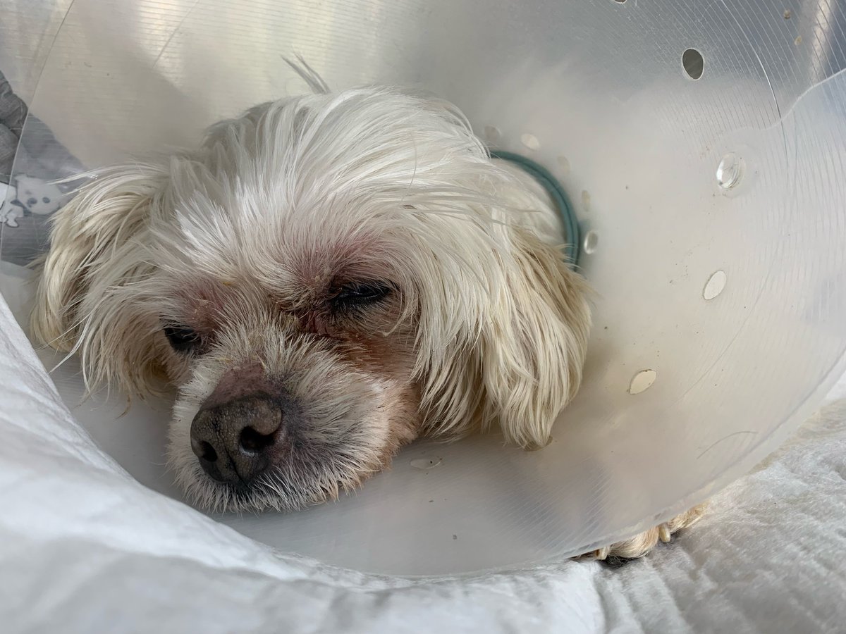 고왔던 노견 미미가 알러지에 발작에. ㅠ 엉망이되고
대발작이 잦아져서 고민만 하던. Mri를 오늘 찍으려해요
폐동맥고혈압 땜시 자꾸 실신만하다가
이젠 대발작이 오는데 목도 꺾인 ㅠ

간절히 검사비도움 기다립니다 

저녁6시 예약인데 ㅡㅜ

기업은행 사단법인 엔젤프로젝트 289 130456 04 018