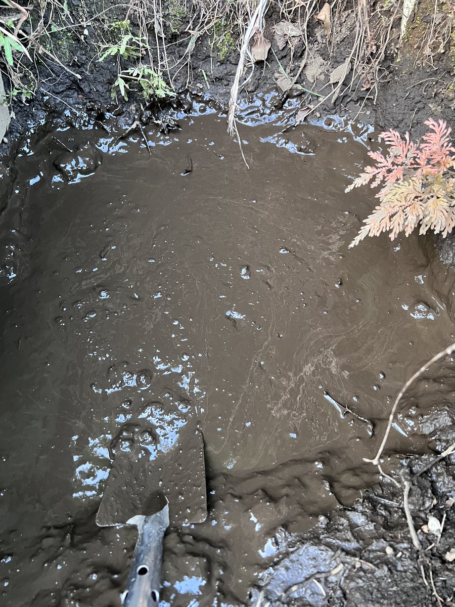 dennou319's tweet photo. 自宅に沼つくってる。普通の土でも水入れて練り続けると遮水性の高い粘土になってくれるっぽいと理解した。遮水シートやセメントを一切使わない池づくりの研究も５年目くらいになる。　#俺のビオトープ　#湿地帯ビオトープ https://t.co/ZpUGwNv7XG