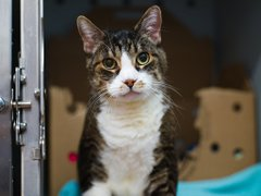 Oldie boy "Ralph" is sad &amp; blue
when owner moved &amp; he's fearful too!
Death is just a short time away
at NYC ACC on their killing day!
Adopt a senior &amp; blessings be on you
or pledge &amp; we can save him it's true!
BEYOND LAST CALL! 🙏
nycacc.app/browse/240130 #nycacc #boroughbred