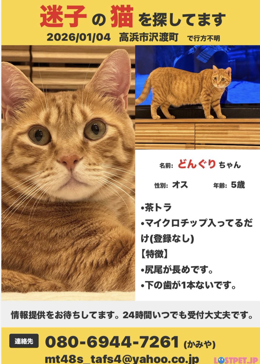猫好き和菓子屋「櫻園」さくらえん tweet media