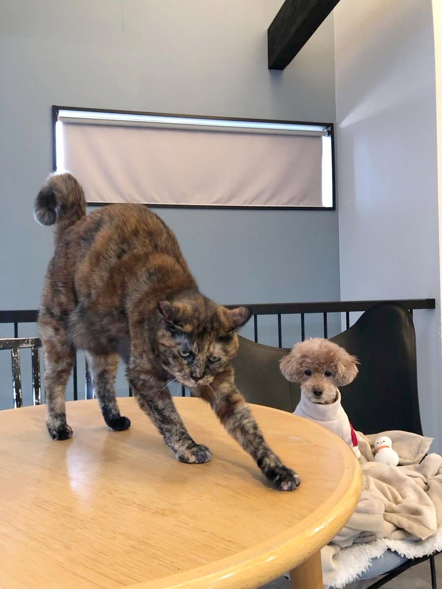 サビ猫三姉妹 (@matsugorookoku) / Posts / X