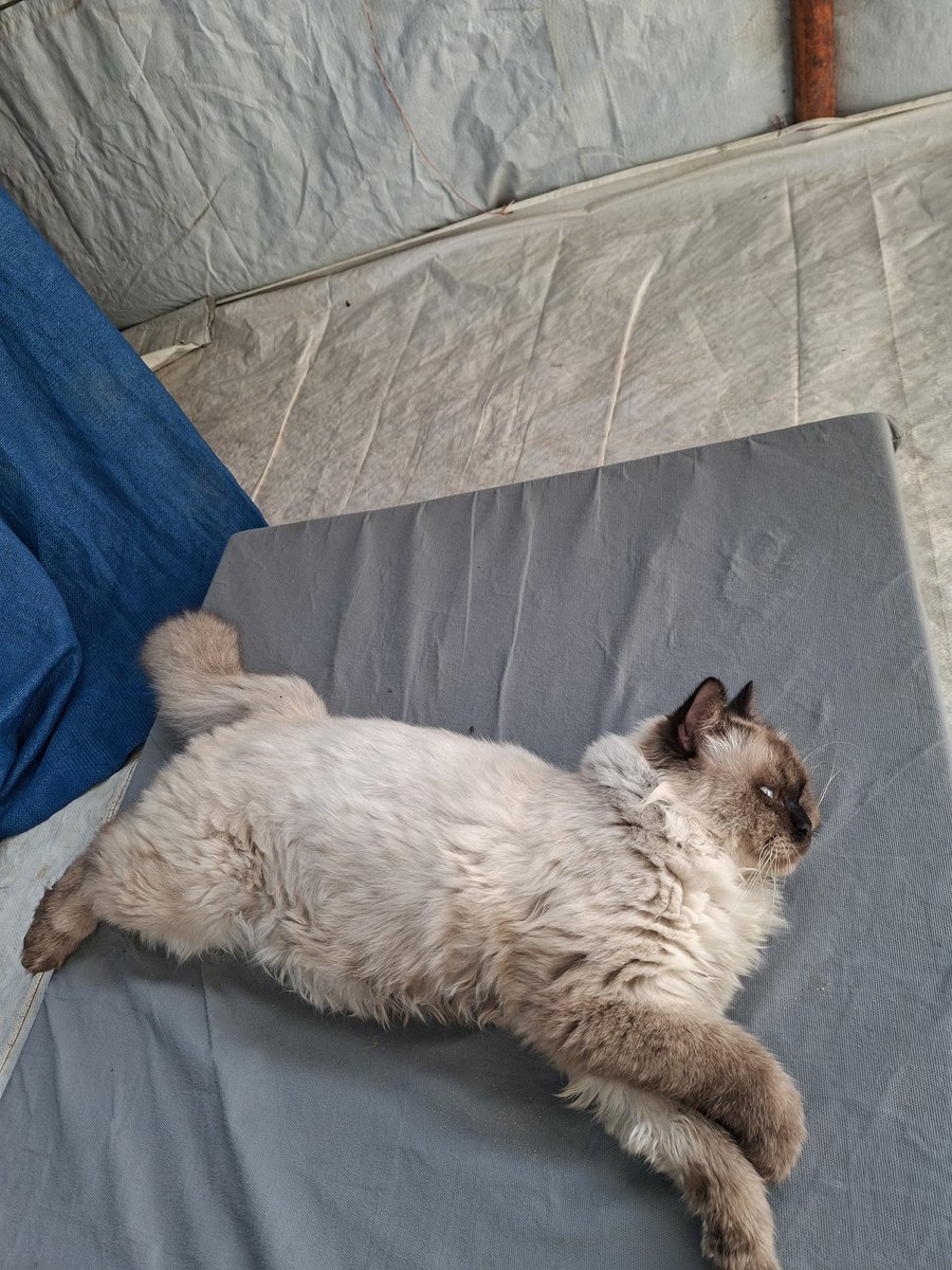 I'm in a terrible situation. The food he was eating (the one the doctor prescribed) is no longer available (it's been for a while). I can find the same kind, but it's processed differently, and that's making him sick. Please advise me on what to do.😢