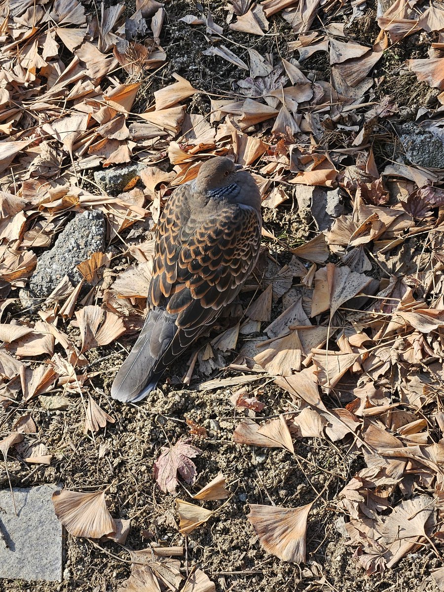 prep_py's tweet image. 둘기둘기