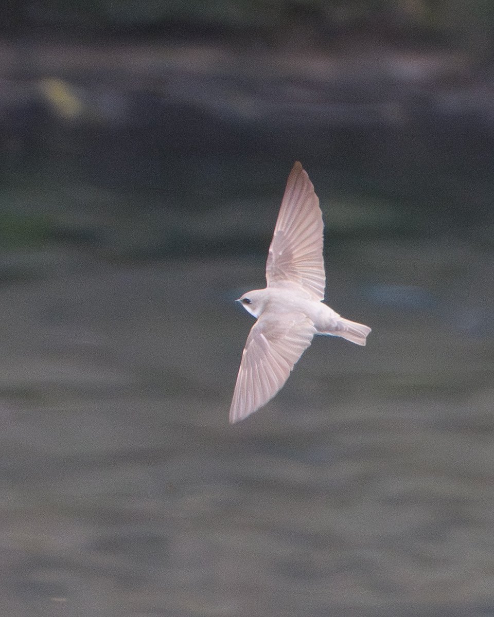A 20-year Nikon user is planning to switch to Sony.  Let's not talk about military-grade quality, lens lineup, or sharpness.  At least in bird photography, the Z9's autofocus is completely outclassed by the A7M5.  Today's test, shooting flying sand swallows, showed that Sony's