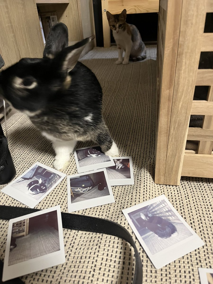 dharma0523's tweet photo. 家裡增加新成員🐈
是三個月大的三花貓叫摩卡
請二位多指教～ https://t.co/SMxlOx0XpJ