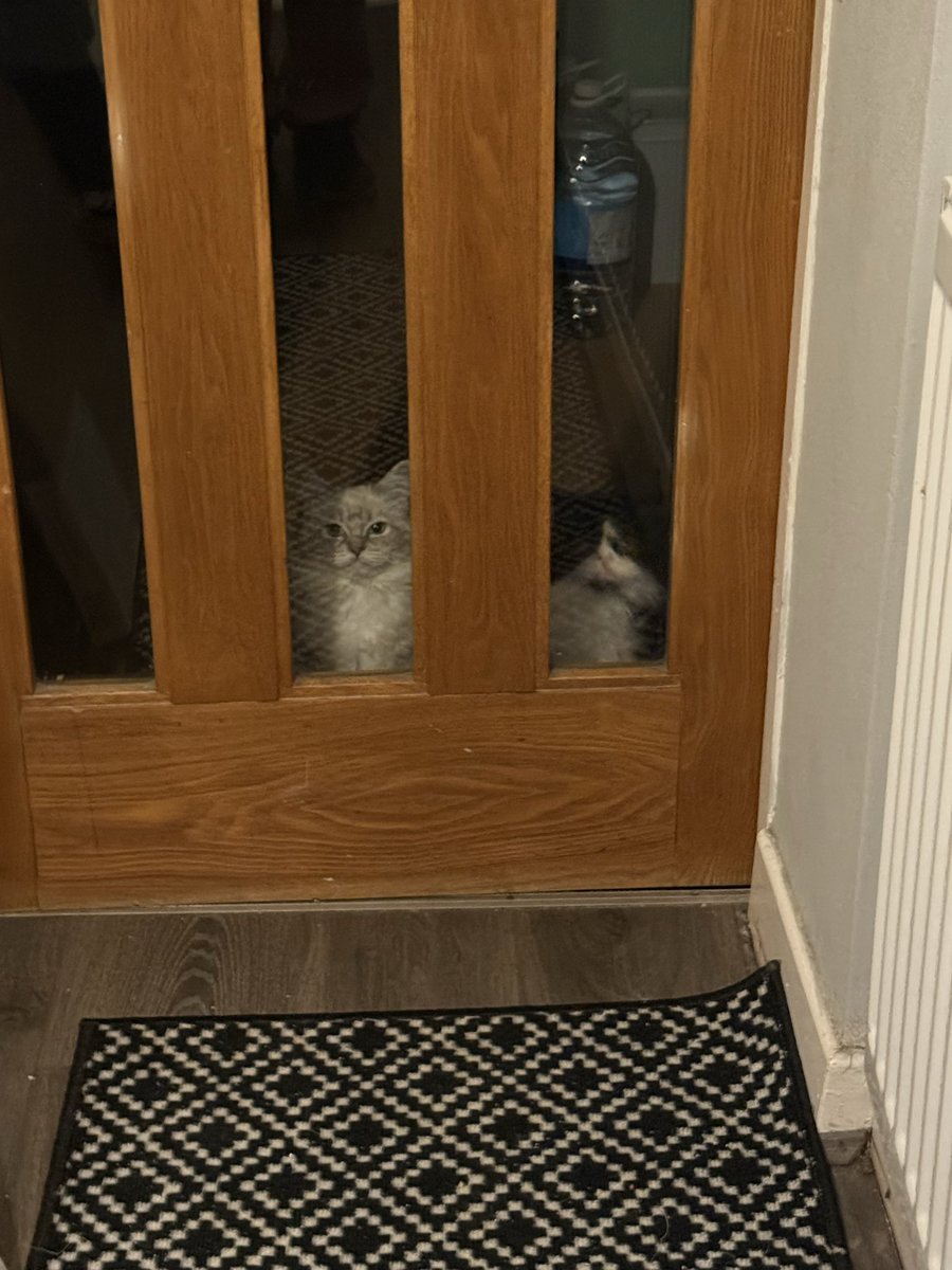 Every morning I wake up about 5am and the twins are waiting for me