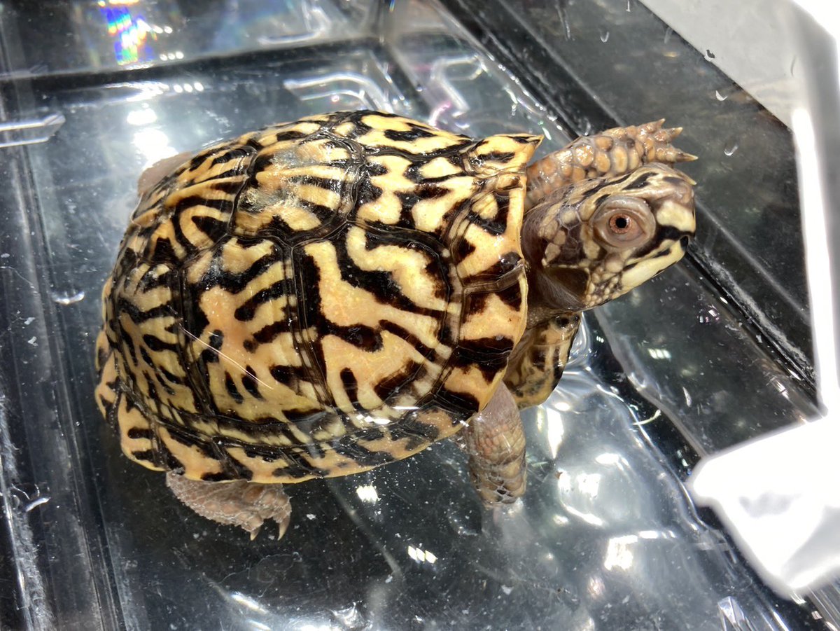 ⭐︎カメ⭐︎ BONZO (@bonzo_n) / Posts / X